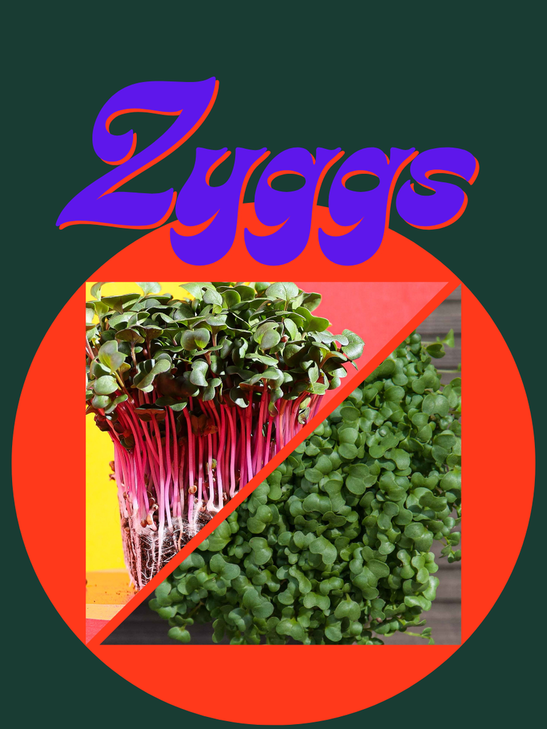 Pack Zyggs Gastronomique