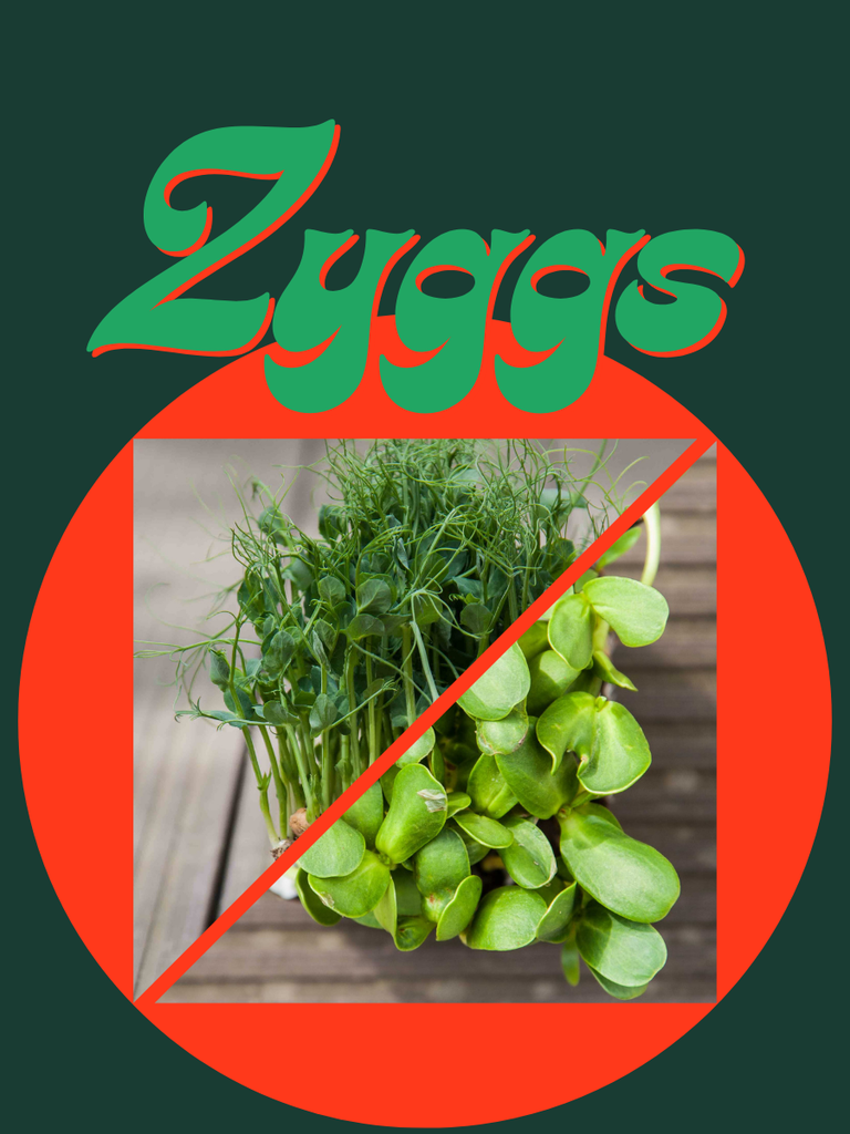 Pack Zyggs Protein Punch